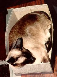 Box a cat